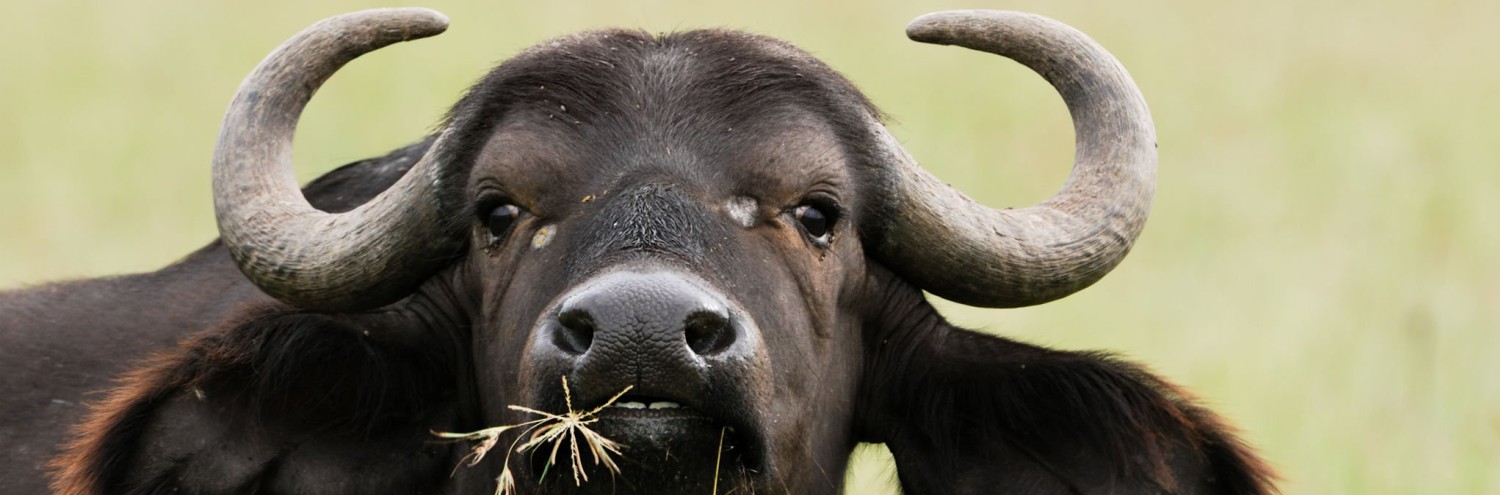 Bufalo.jpg
